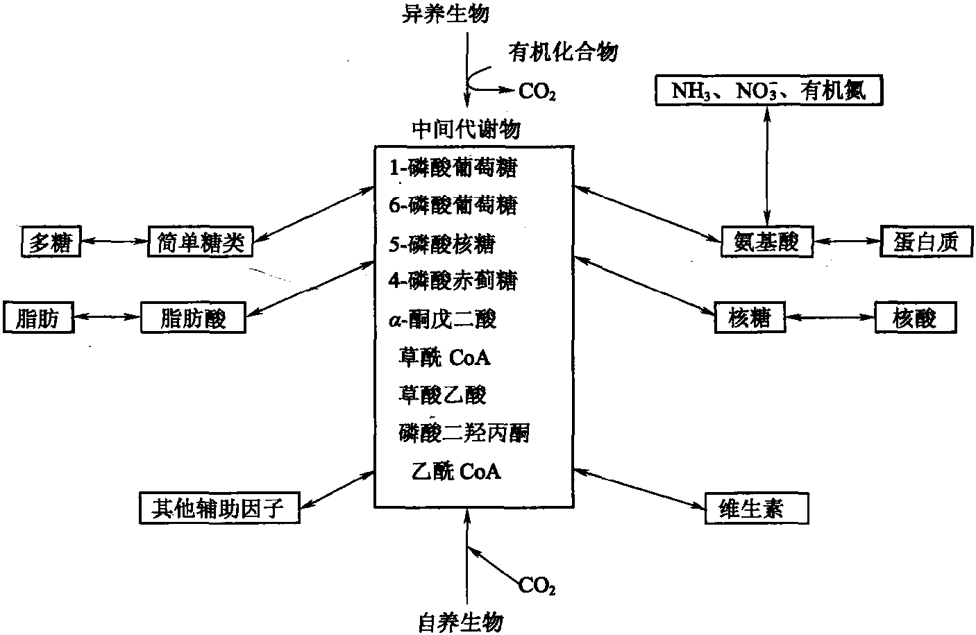 一、微生物的初级代谢